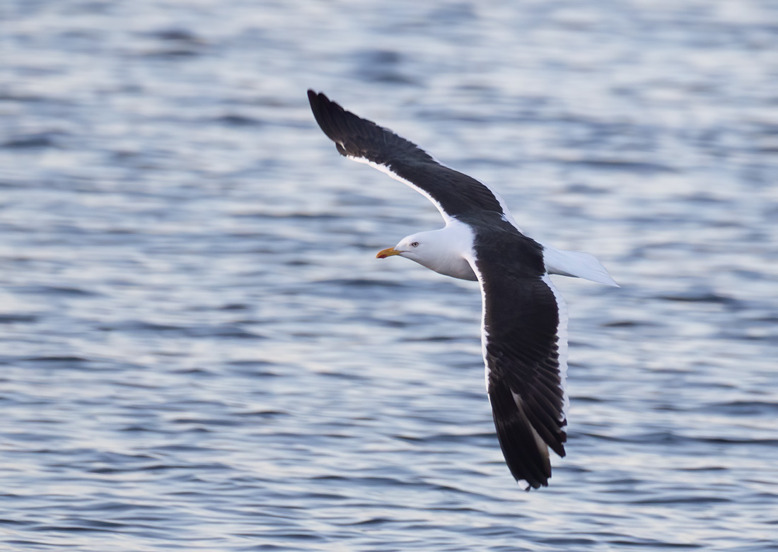 Клуша (Larus fuscus)
Keywords: Клуша Larus fuscus