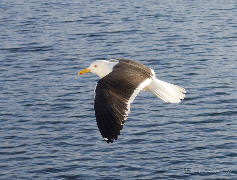 КлуШа (Larus fuscus)
Keywords: КлуШа Larus fuscus