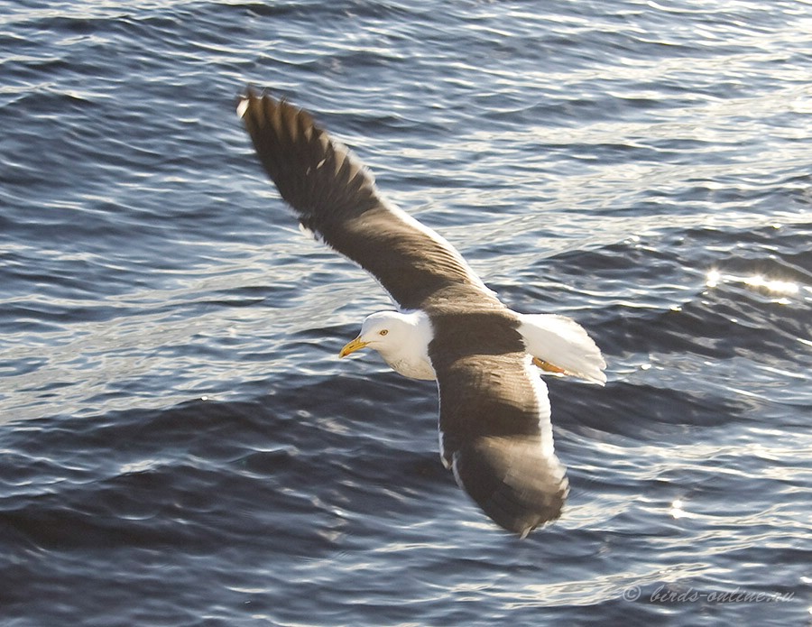 КлуШа (Larus fuscus)
Keywords: КлуШа Larus fuscus