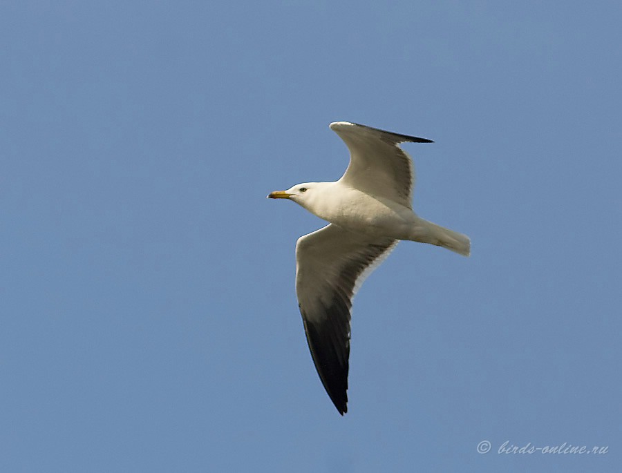 КлуШа (Larus fuscus)
Keywords: КлуШа западная Larus fuscus Odessa2008