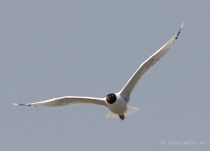Хохотун черноголовый Larus ichthyaetus astra09
Filename=IMG_6602.jpg
Filesize=41KB
Dimensions=900x650
Date added=Dec 20, 2017 IMG_6602.jpg