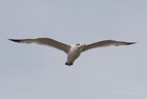 Хохотун черноголовый Larus ichthyaetus astra09
Filename=IMG_6915.jpg
Filesize=48KB
Dimensions=900x611
Date added=Dec 20, 2017 IMG_6915.jpg