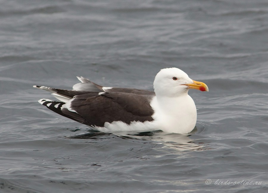 Чайка морская (Larus marinus)