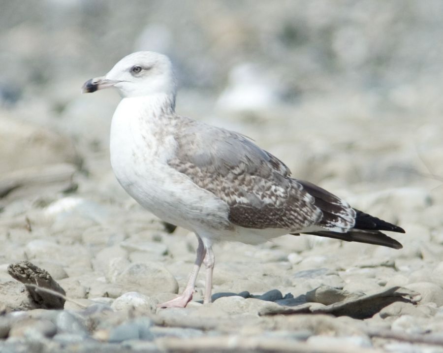 Чайка средиземноморская (Larus michahellis)
Keywords: Чайка средиземноморская Larus michahellis