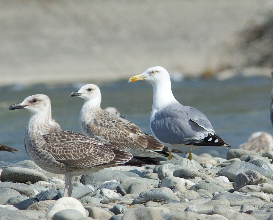 Чайка средиземноморская (Larus michahellis)
Keywords: Чайка средиземноморская Larus michahellis kavkaz082008