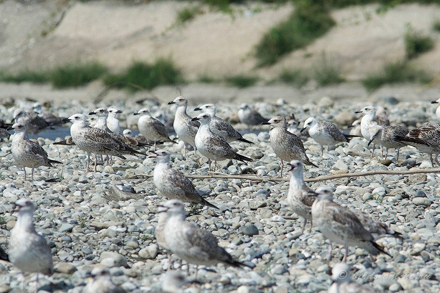 Чайка средиземноморская (Larus michahellis)
Keywords:  Чайка средиземноморская Larus michahellis kavkaz082008