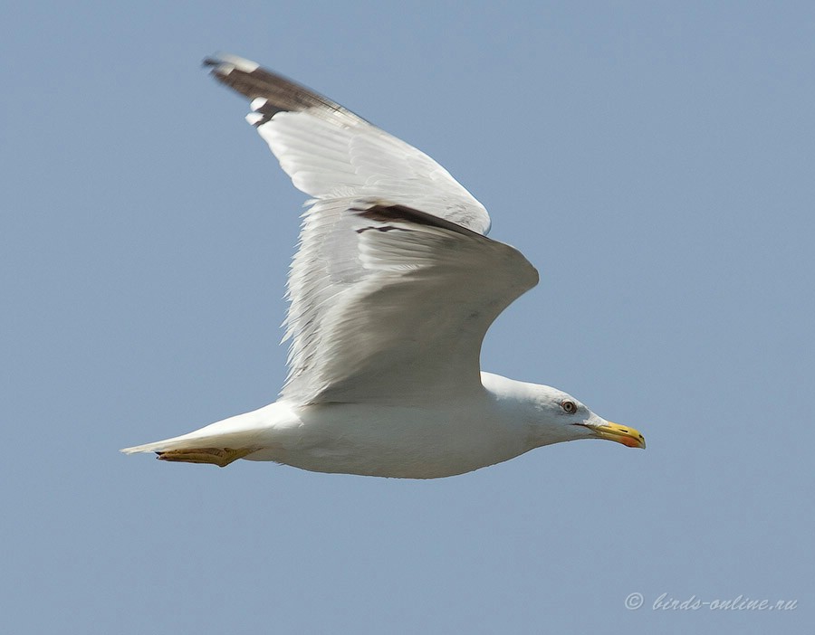 Чайка средиземноморская (Larus michahellis)
Keywords: Чайка средиземноморская Larus michahellis kavkaz082008