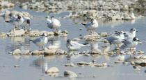 Чайка малая Larus minutus kavkaz082008
Filename=_MG_1932.jpg
Filesize=97KB
Dimensions=899x497
Date added=Dec 18, 2017 _MG_1932.jpg