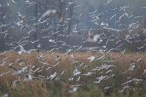 Чайка озерная Larus ridibundus
Filename=8Z2A0105.jpg
Filesize=267KB
Dimensions=900x600
Date added=Apr 27, 2019 8Z2A0105.jpg