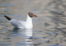 Чайка озерная Larus ridibundus
Filename=8Z2A7317.jpg
Filesize=151KB
Dimensions=900x631
Date added=Jun 14, 2018 8Z2A7317.jpg
