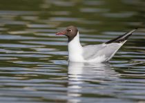 Чайка озерная Larus ridibundus
Filename=8Z2A7337.jpg
Filesize=172KB
Dimensions=900x639
Date added=Jun 14, 2018 8Z2A7337.jpg