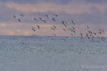 Чайка озерная Larus ridibundus
Filename=_MG_8891.JPG
Filesize=119KB
Dimensions=900x600
Date added=Dec 20, 2017 _MG_8891.JPG
