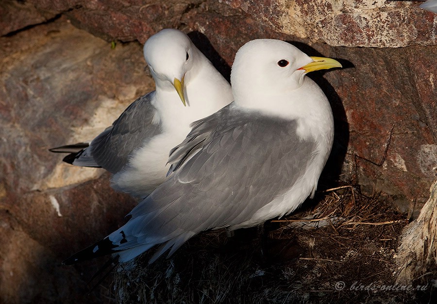 Моевка (Rissa tridactyla)