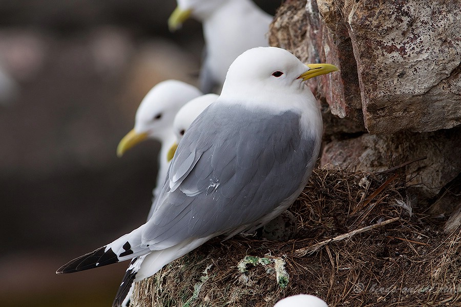 Моевка (Rissa tridactyla)
Keywords: Моевка Rissa tridactyla murman09