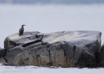 Чистик очковый Cepphus carbo primorye2016
Filename=8Z2A3365.jpg
Filesize=235KB
Dimensions=900x646
Date added=Oct 29, 2016 8Z2A3365.jpg