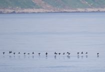 Тупик-носорог Cerorhinca monocerata sakhalin2017
Filename=8Z2A7465.jpg
Filesize=118KB
Dimensions=900x624
Date added=Aug 12, 2017 8Z2A7465.jpg