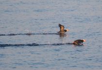Топорок Fratercula cirrhata sakhalin2017
Filename=8Z2A6917.jpg
Filesize=232KB
Dimensions=900x622
Date added=Aug 05, 2017 8Z2A6917.jpg