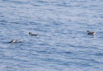 Обыкновенный старик Synthliboramphus antiquus sakhalin2017
Filename=8Z2A7202.jpg
Filesize=245KB
Dimensions=900x622
Date added=Aug 05, 2017 8Z2A7202.jpg