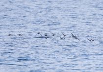 Обыкновенный старик Synthliboramphus antiquus sakhalin2017
Filename=8Z2A7327.jpg
Filesize=263KB
Dimensions=900x632
Date added=Aug 05, 2017 8Z2A7327.jpg