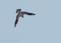 Короткохвостый поморник Stercorarius parasiticus sochi2018
Filename=8Z2A7470.jpg
Filesize=99KB
Dimensions=900x639
Date added=Jan 21, 2018 8Z2A7470.jpg