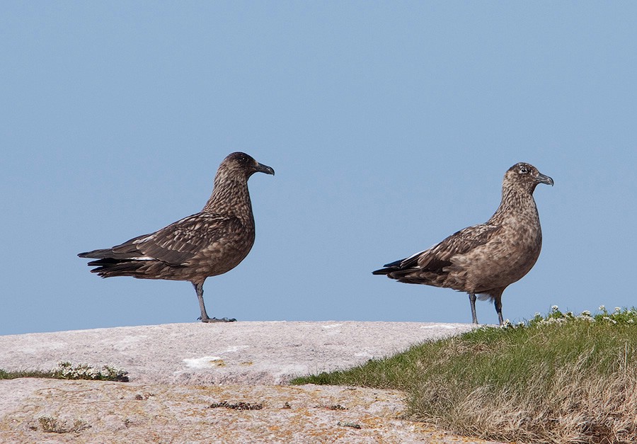 Поморник большой (Stercorarius skua)