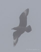 Filename=IMG_1417.jpg
Filesize=41KB
Dimensions=587x750
Date added=Dec 17, 2017 IMG_1417.jpg