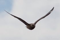 Поморник больШой Stercorarius skua murman09
Filename=IMG_1621.jpg
Filesize=49KB
Dimensions=900x594
Date added=Dec 17, 2017 IMG_1621.jpg