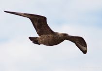 Поморник больШой Stercorarius skua murman09
Filename=IMG_1626.jpg
Filesize=58KB
Dimensions=900x632
Date added=Dec 17, 2017 IMG_1626.jpg
