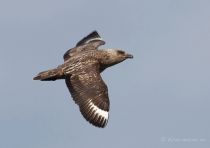 Поморник больШой Stercorarius skua murman09
Filename=IMG_1708.jpg
Filesize=82KB
Dimensions=900x638
Date added=Dec 17, 2017 IMG_1708.jpg