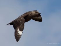 Поморник больШой Stercorarius skua murman09
Filename=IMG_1726.jpg
Filesize=66KB
Dimensions=900x681
Date added=Dec 17, 2017 IMG_1726.jpg