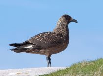 Поморник больШой Stercorarius skua murman09
Filename=IMG_1786.jpg
Filesize=114KB
Dimensions=900x668
Date added=Dec 17, 2017 IMG_1786.jpg