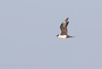 Средний поморник Stercorarius pomarinus sakhalin2017
Filename=8Z2A7030.jpg
Filesize=57KB
Dimensions=900x611
Date added=Aug 30, 2017 8Z2A7030.jpg