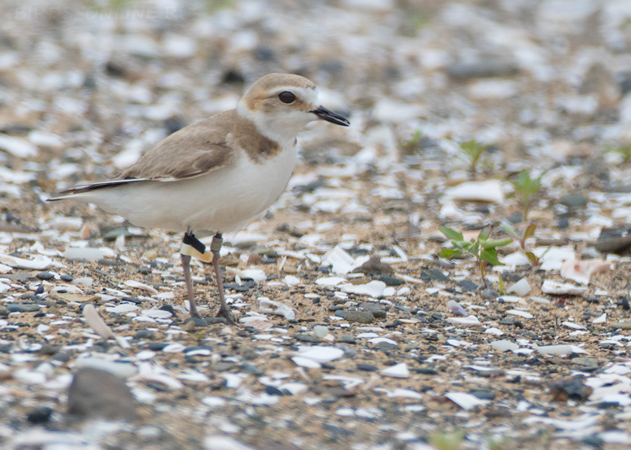 Зуек морской (Charadrius alexandrinus)
Keywords: Зуек морской Charadrius alexandrinus primorye2016