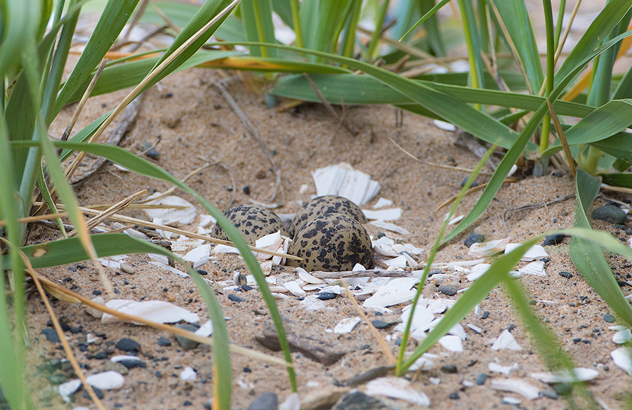 Зуек морской (Charadrius alexandrinus)
Keywords: Зуек морской Charadrius alexandrinus primorye2016