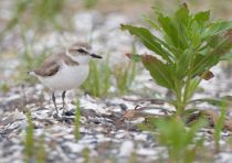 Зуек морской Charadrius alexandrinus primorye2016
Filename=8Z2A4018.jpg
Filesize=210KB
Dimensions=900x636
Date added=Dec 06, 2016 8Z2A4018.jpg