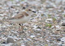 Зуек морской Charadrius alexandrinus primorye2016
Filename=8Z2A4124.jpg
Filesize=279KB
Dimensions=900x642
Date added=Dec 06, 2016 8Z2A4124.jpg