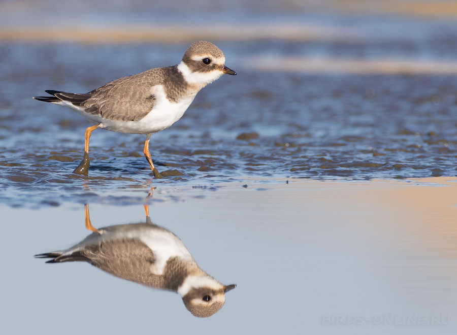 Галстучник (Charadrius hiaticula)
Keywords: Галстучник Charadrius hiaticula 