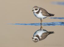 Галстучник Charadrius hiaticula
Filename=8Z2A4968.jpg
Filesize=106KB
Dimensions=900x668
Date added=Sep 24, 2017 8Z2A4968.jpg