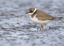 Галстучник Charadrius hiaticula
Filename=8Z2A5093.jpg
Filesize=155KB
Dimensions=900x649
Date added=Oct 01, 2017 8Z2A5093.jpg