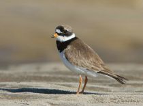Галстучник Charadrius hiaticula yamal10
Filename=IMG_3948.jpg
Filesize=116KB
Dimensions=900x668
Date added=Sep 01, 2010 IMG_3948.jpg