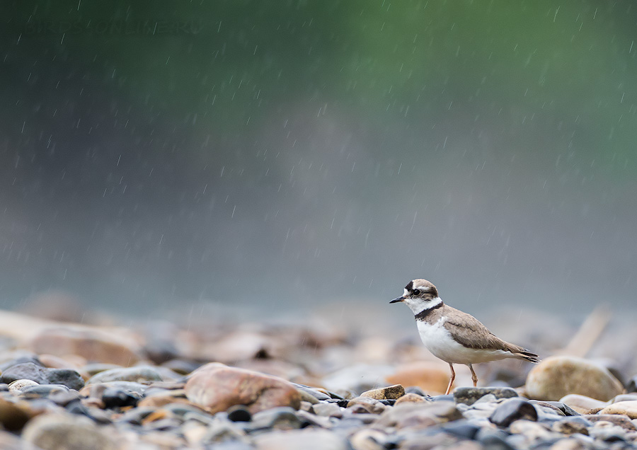 Зуек уссурийский (Charadrius placidus)
Keywords: Зуек уссурийский Charadrius placidus primorye2016