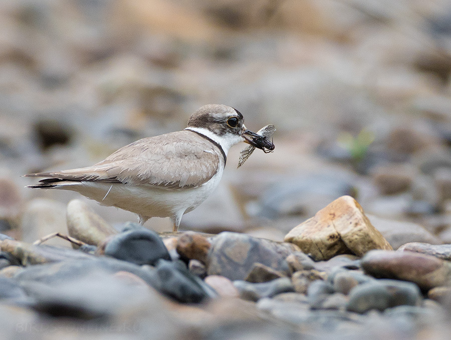 Зуек уссурийский (Charadrius placidus)
Keywords: Зуек уссурийский Charadrius placidus primorye2016