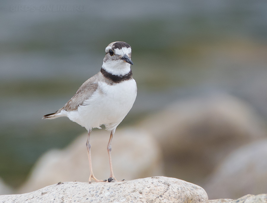 Зуек уссурийский (Charadrius placidus)
Keywords: Зуек уссурийский Charadrius placidus primorye2016