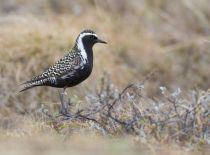 Азиатская бурокрылая ржанка Pluvialis fulva yakutia2018
Filename=8Z2A2857.jpg
Filesize=213KB
Dimensions=900x668
Date added=Jan 08, 2019 8Z2A2857.jpg