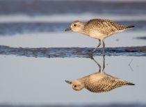 Тулес Pluvialis squatarola
Filename=8Z2A4551.jpg
Filesize=163KB
Dimensions=900x660
Date added=Sep 24, 2017 8Z2A4551.jpg