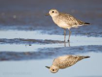 Тулес Pluvialis squatarola
Filename=8Z2A4609.jpg
Filesize=154KB
Dimensions=900x678
Date added=Sep 24, 2017 8Z2A4609.jpg