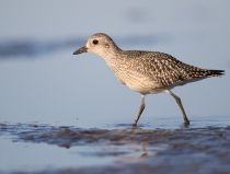 Тулес Pluvialis squatarola
Filename=8Z2A4635.jpg
Filesize=147KB
Dimensions=900x682
Date added=Sep 24, 2017 8Z2A4635.jpg