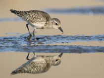 Тулес Pluvialis squatarola
Filename=8Z2A4730.jpg
Filesize=173KB
Dimensions=900x674
Date added=Sep 24, 2017 8Z2A4730.jpg