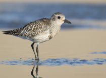 Тулес Pluvialis squatarola
Filename=8Z2A4937.jpg
Filesize=161KB
Dimensions=900x672
Date added=Sep 24, 2017 8Z2A4937.jpg