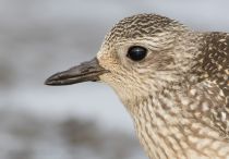 Тулес Pluvialis squatarola
Filename=8Z2A5031.jpg
Filesize=212KB
Dimensions=900x628
Date added=Oct 01, 2017 8Z2A5031.jpg